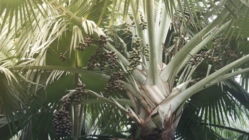 A date palm