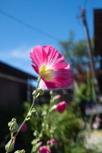 DSCF0958